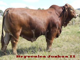 Bryvonlea Joshua II